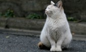 Толстый кот с закрытыми глазами