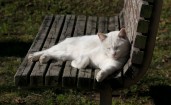 Белая кошка на скамейке