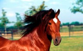 Красивая коричневая лошадь