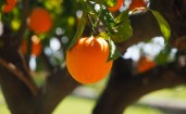 Апельсин на ветке дерева крупным планом