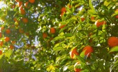 Апельсины на зеленом дереве