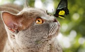 Бабочка на носу у кошки