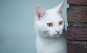 Белая кошка выглядывает из-за угла