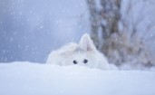 Белая швейцарская овчарка прячется в снегу