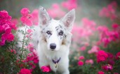 Белая собака в розовых цветах