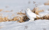 Белая сова на снегу