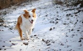 Бело-рыжая собака бежит по снегу