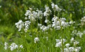 Белые цветы в траве