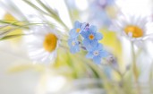 Белые и голубые полевые цветы