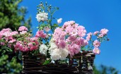Белые и розовые цветы в корзинке