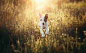 Белый пес бежит по траве в лучах солнца
