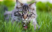 Пушистый серый кот в траве