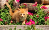 Рыжий котенок в розовых цветах