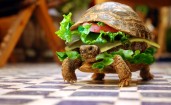 Черепаха гамбургер