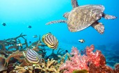 Черепаха и рыбы под водой