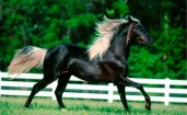 Черная лошадь на бегу