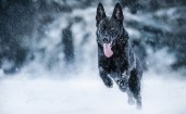 Черная немецкая овчарка под снегом