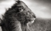 Черно-белое фото льва