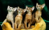 Четверо смотрящих котят