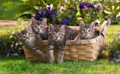 Четыре котенка в корзинке
