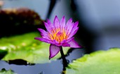 Цветок водяной лилии вблизи