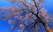 Цветущее весной дерево