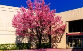 Цветущее вишневое дерево