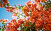 Цветы бугенвиллеи