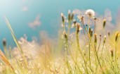 Цветы и трава в поле