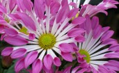 Цветы с бело-фиолетовыми лепестками