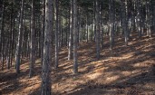 Деревья на склоне холма в Македонии