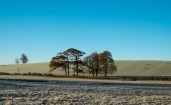 Деревья в поле морозным осенним утром