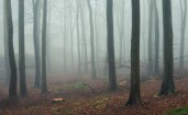 Деревья в тумане в лесу