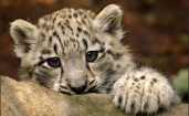 Детеныш снежного леопарда
