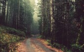 Дорога в густом зеленом лесу