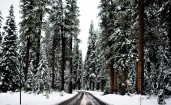 Дорога в зимнем сосновом лесу