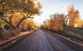 Дорога, желтые деревья, осень