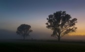 Два дерева в тумане