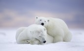 Два полярных медведя