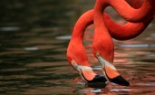 Два розовых фламинго пьют воду