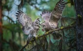 Две совы на ветке дерева