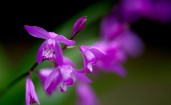 Фиолетовые цветы, эффект Боке, макро