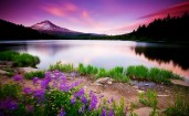 Фиолетовые цветы на озере