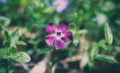 Фиолетовый цветок в траве