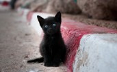 Голубоглазый черный котенок
