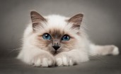 Голубоглазый пушистый серый котенок