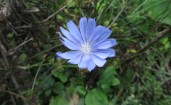 Голубой цветок в траве