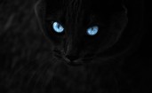 Голубые глаза кошки в темноте
