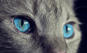 Голубые кошачьи глаза