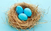 Голубые яйца в гнезде